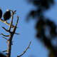 Illustration for article titled Mysterious Bald Eagle Killer Finally Identified